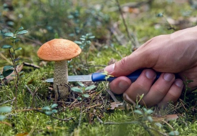 В лес с ножом: омичам предсказывают хороший урожай грибов