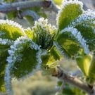 заморозки: заморозки