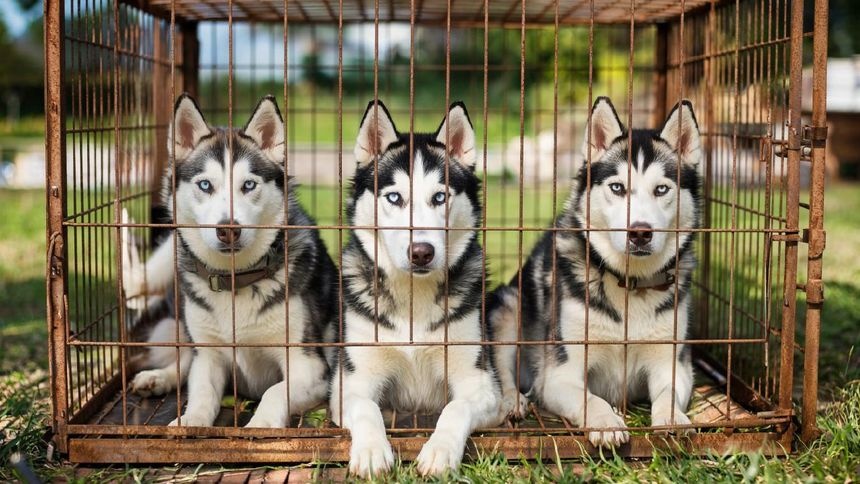 Омичи массово летают за границу с кошками и собаками