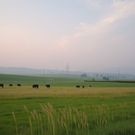 Пастбище: поле