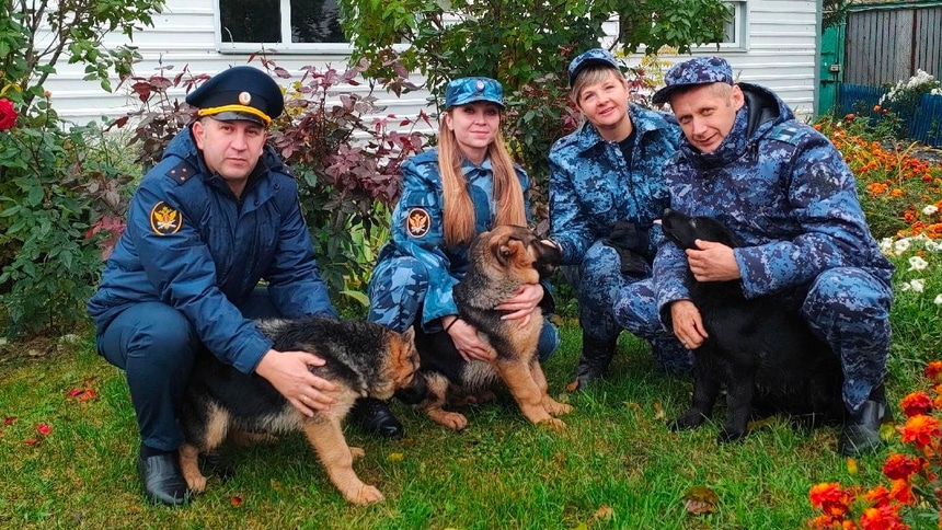 собаки