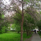 Сквер Серова: сквер