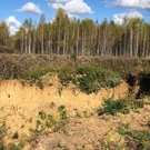 незаконная добыча ресурсов, лес: прокуратура