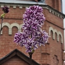 сирень на Любинском: Сирень