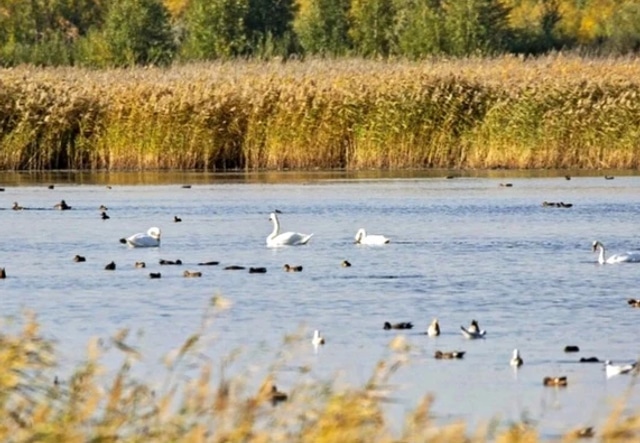 Лебеди