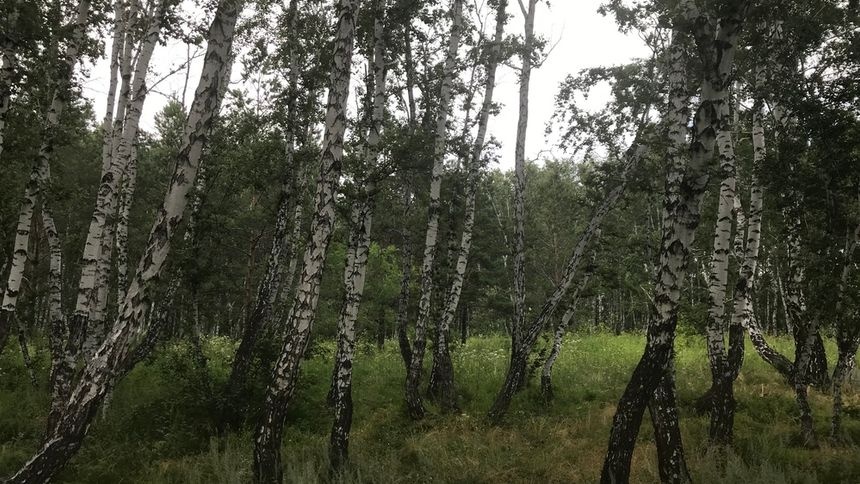 Под Омском открылся бутик-отель посреди леса