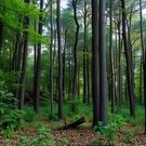 Лес: деревья, лес, тайга