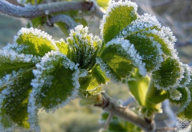 Ночью в Омской области ударят настоящие сибирские морозы