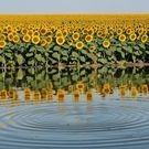 поле подсолнухов в воде: переувлажнение почвы
