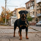 Ротвейлер, собака: собака