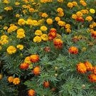 Цветы: цветы, лето, погода