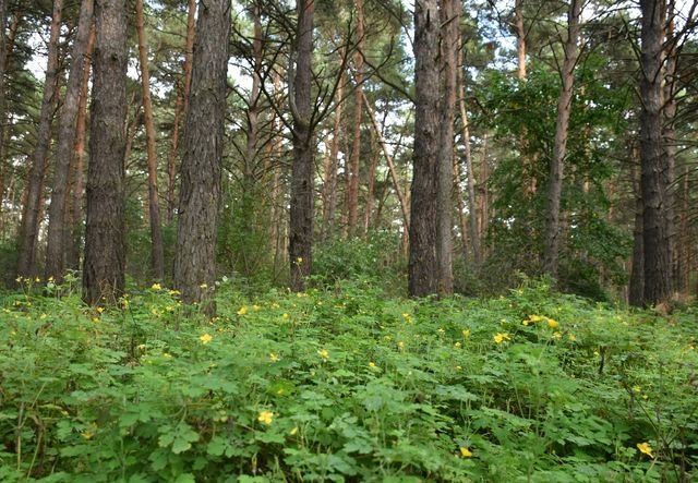 Суд окончательно вернул Омской области курортные земли в Чернолучье