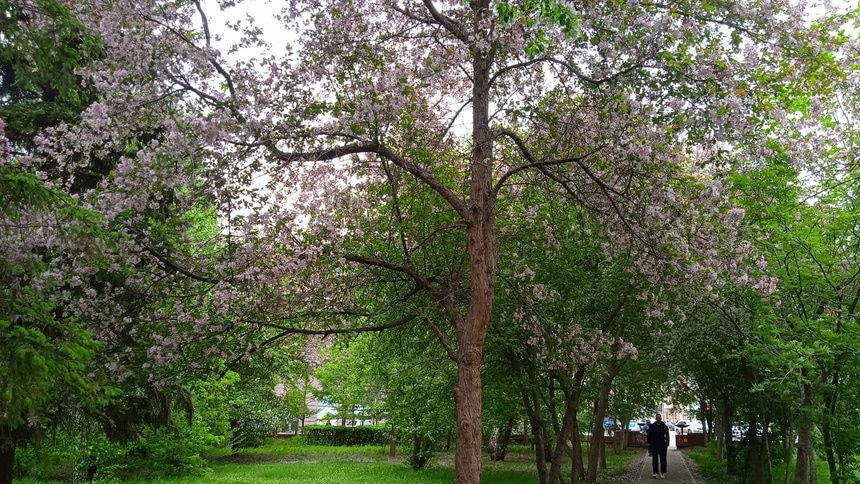 Сквер Серова
