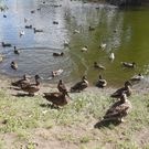 утки Старозагородная роща: утки