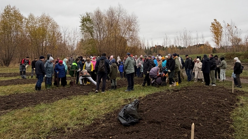 Кедры на Старозагородной