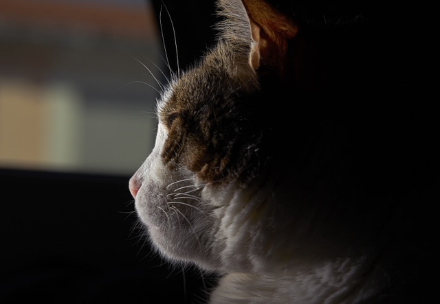 В Омской области школьники издевались над котом и снимали пытки на видео