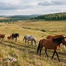 Лошадь: животное