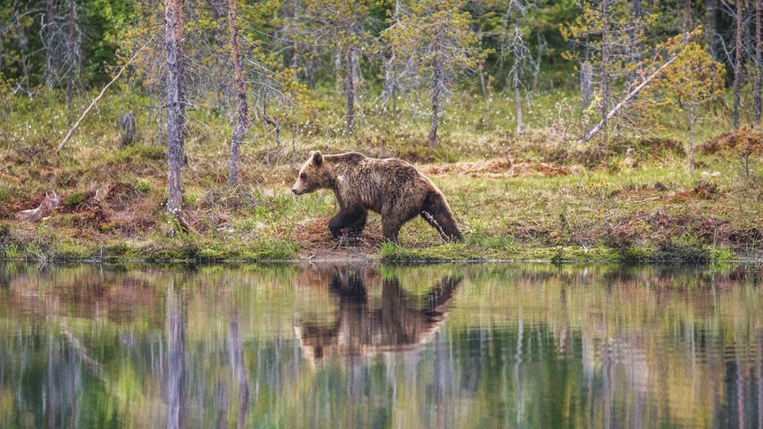 медведь: медведь