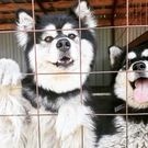 Хаски: животные, хаски, собаки