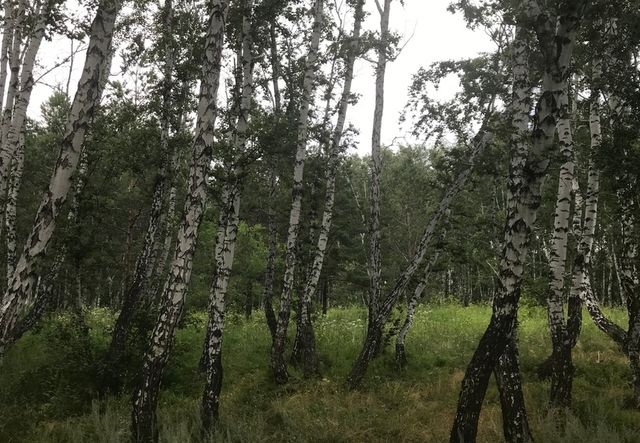 Под Омском открылся бутик-отель посреди леса