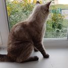 окно: окно, кошка