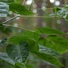 погода клены деревья лес: лес