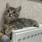 отопление_батарея: Отопление