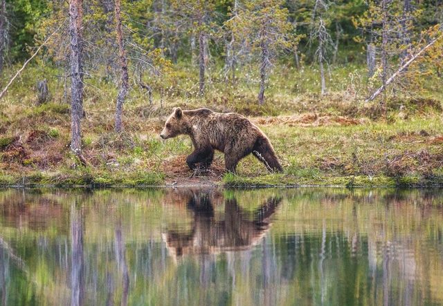 медведь: медведь