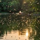 комары озеро водоем: комары