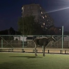 лось: лось
