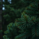деревья, ель, лес: деревья