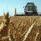 уборочная: уборочная, комбайн