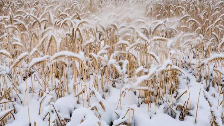В Омской области из-за раннего снега не успели убрать сотни тысяч гектаров урожая