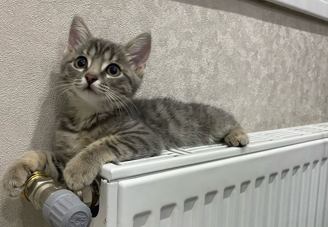 отопление_батарея: Отопление