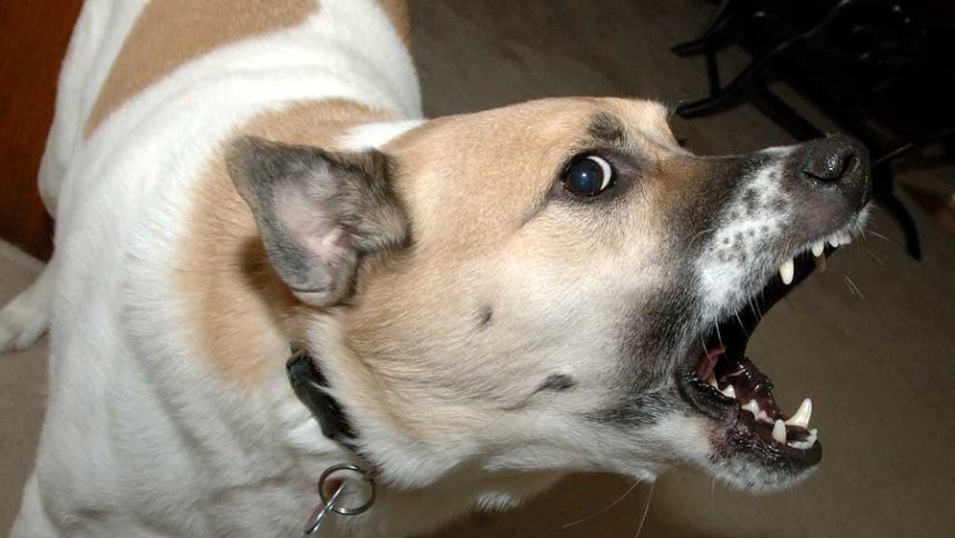 Из-за нападений собак на омичей чиновникам грозит дело о халатности